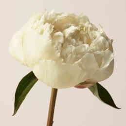 BURBERRY LONDON EAU DE PARFUM WOMEN 3