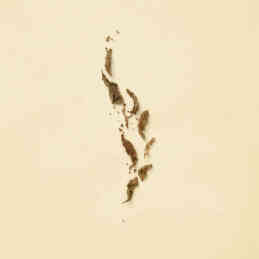 THE ALCHEMIST'S GARDEN THE LAST DAY OF SUMMER EAU DE PARFUM 4