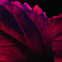 LA NUIT TRÉSOR ROUGE DRAMA EAU DE PARFUM 3