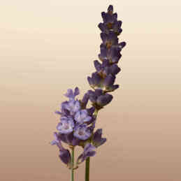 BURBERRY GODDESS EAU DE PARFUM 5