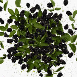 FLORA GORGEOUS MAGNOLIA EAU DE PARFUM REFILLABLE 6