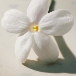 CHLOE SIGNATURE L'EAU DE PARFUM LUMINEUSE  5