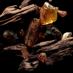 SACRED WOOD 1