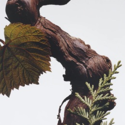 CYPRESS & GRAPEVINE ALL OVER BODY SPRAY 3