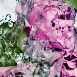 ROSE HAND LOTION 1