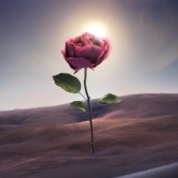 BVLGARI LE GEMME SAHARE EAU DE PARFUM 3