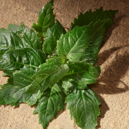 DEVOTION EAU DE PARFUM MALE 5