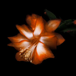 BLACK SAFFRON ABSOLU DE PARFUM  3