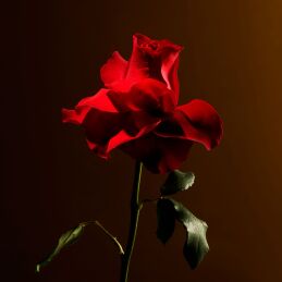 IMPERIAL ROSE CANDLE 3