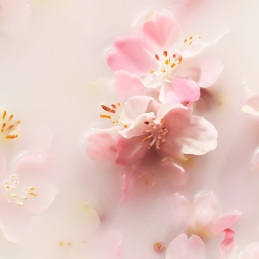 THE RITUAL OF SAKURA HAND WASH CONCENTRATED REFILL 1