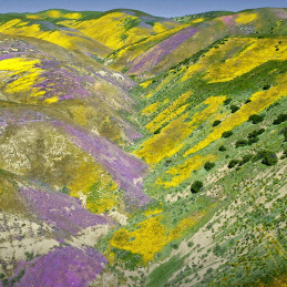 AQUA ALLEGORIA FLORABLOOM EAU DE TOILETTE 6