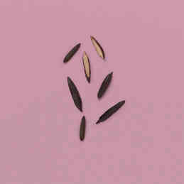 THE ALCHEMIST'S GARDEN MOONLIGHT SERENADE ACQUA PROFUMATA EAU DE TOILETTE 3