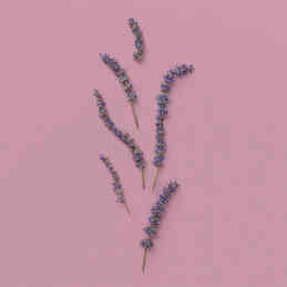 THE ALCHEMIST'S GARDEN MOONLIGHT SERENADE ACQUA PROFUMATA EAU DE TOILETTE 4