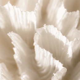 ROSE SALTIFOLIA EAU DE PARFUM 3