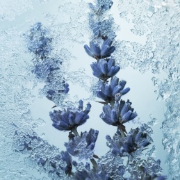 ABSINTHE BORÉALE EAU DE PARFUM 3