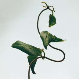 HONEYSUCKLE WAX CANDLEHOLDER 2