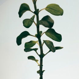 OREGANO HOME FRAGRANCE 2