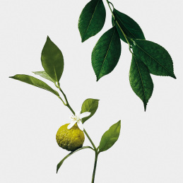 EARL GREY SCENTED CANDLE 2