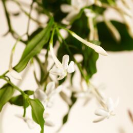 PRIVATE COLLECTION SWEET JASMINE FRAGRANCE STICKS 3