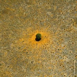 AQUA ALLEGORIA MANDARINE BASILIC  EAU DE TOILETTE  5