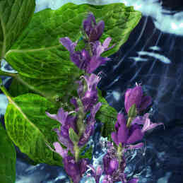 COOL WATER MAN EAU DE TOILETTE 4