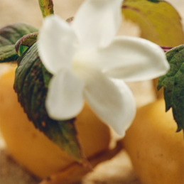 CHLOE NOMADE JASMIN NATUREL EAU DE PARFUM INTENSE 3