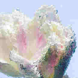 HAND WASH TULIPMANIA REFILL  1