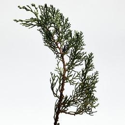 LOEWE 001 MAN EAU DE PARFUM 2