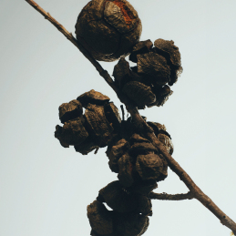 CYPRESS BALLS WAX CANDLEHOLDER 2