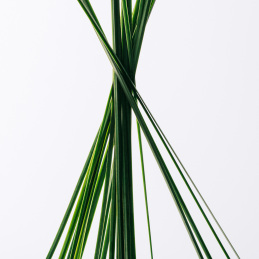 LOEWE ESENCIA EAU DE TOILETTE 2