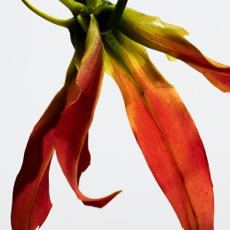 PAULA'S IBIZA ECLECTIC EAU DE TOILETTE 2