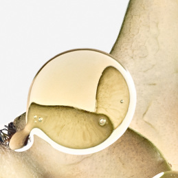 LOEWE ELIXIR SOLO ELLA EAU DE PARFUM 2