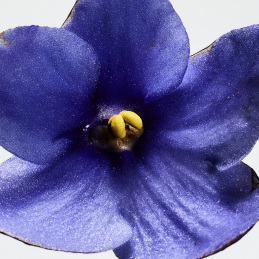 LOEWE UN PASEO POR MADRID SAN MIGUEL EAU DE PARFUM 2