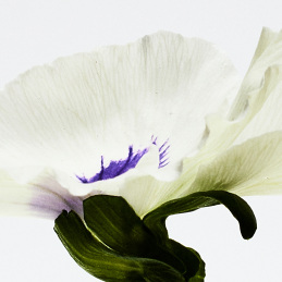 LOEWE AGUA DROP EAU DE PARFUM 2