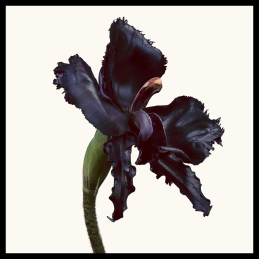 BLACK ORCHID RESERVE 1