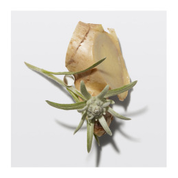 GENESIS CURE SERUM ANTI CHUTE FORTIFIANT ΚΑΘΗΜΕΡΙΝΟΣ ΕΝΔΥΝΑΜΩΤΙΚΟΣ ΟΡΟΣ ΚΑΤΑ ΤΗΣ ΤΡΙΧΟΠΤΩΣΗΣ 1