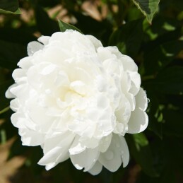 YUBI BLONDE ΜΩΒ ΣΑΜΠΟΥΑΝ ΑΠΟΔΥΝΑΜΩΣΗΣ ΓΙΑ ΞΑΝΘΑ ΜΑΛΛΙΑ 3