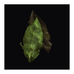 ARMANI PRIVÉ THÉ YULONG EAU DE TOILETTE 4