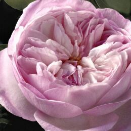 SIGNATURE ROSE NATURELLE INTENSE EAU DE PARFUM REFILLABLE 3