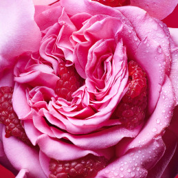 BVLGARI ALLEGRA FIORI D'AMORE EAU DE PARFUM  9