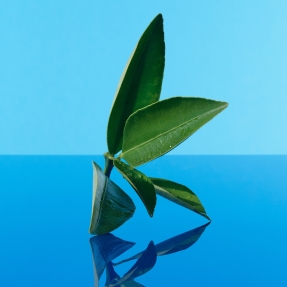 SUMMER REFLECTIONS ONE EAU DE TOILETTE | 100ml