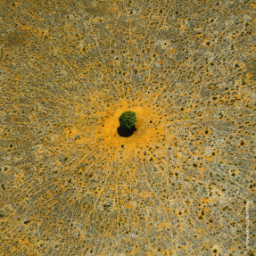 AQUA ALLEGORIA MANDARINE BASILIC  EAU DE TOILETTE REFILL | 200ml