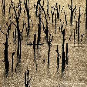 AQUA ALLEGORIA FORTE ROSA ROSSA EAU DE PARFUM | 75ml