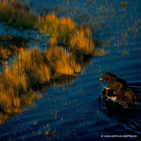 AQUA ALLEGORIA FORTE MANDARINE BASILIC EAU DE PARFUM | 75ml