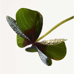 PARCO PALLADIANO XIII QUADRIFOGLIO EAU DE PARFUM | 100ml