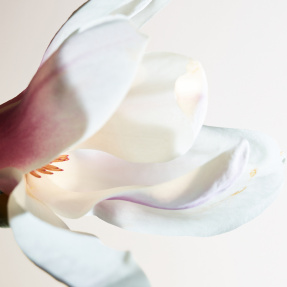 PARCO PALLADIANO I MAGNOLIA EAU DE PARFUM | 100ml