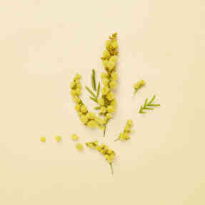 THE ALCHEMIST'S GARDEN WINTER'S SPRING EAU DE PARFUM