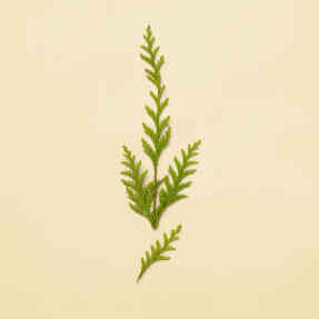 THE ALCHEMIST'S GARDEN THE LAST DAY OF SUMMER EAU DE PARFUM