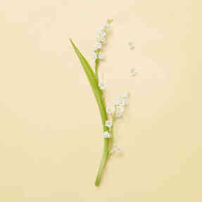 THE ALCHEMIST'S GARDEN TEARS FROM THE MOON EAU DE PARFUM