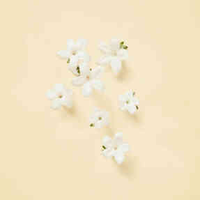 THE ALCHEMIST'S GARDEN TEARS FROM THE MOON EAU DE PARFUM